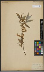Foto von Salix alba L.